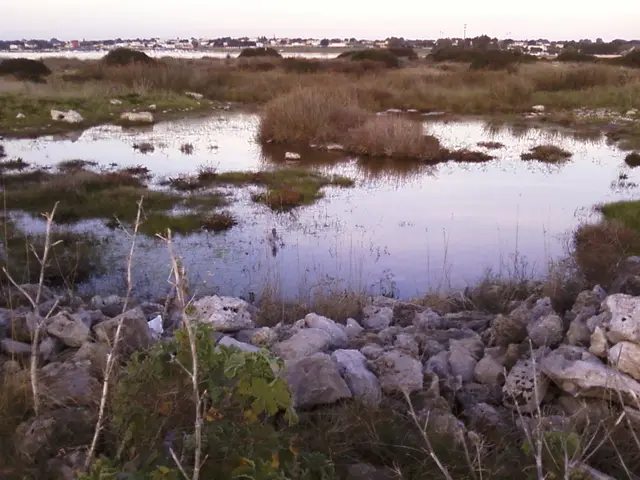 Ambiente naturale alla Strea, Porto Cesareo